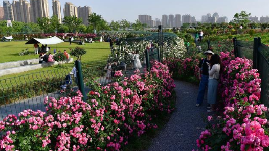 武汉市民可在4个公园免费领月季