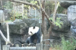 旅美大熊猫“洋洋”口吐白沫、饿得啃墙皮？成都基地回应