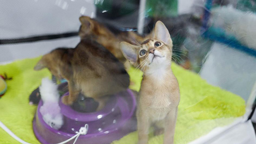 网购的“名牌猫粮”把猫吃吐了！江苏高邮警方抓获一制售假冒品牌猫粮团伙